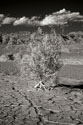 Death Valley Dunes I