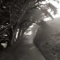 Point Reyes III
