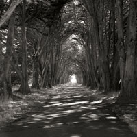 Point Reyes IV