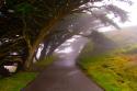 Foggy Path