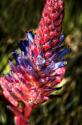 Blue & Red Flower