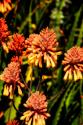 Yellow & Orange Flowers