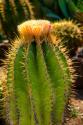 Cactus Flowers I