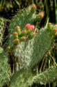 Cactus Flowers II
