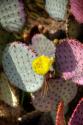 Cactus Flowers III