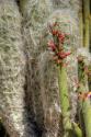 Cactus Flowers IV