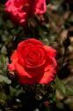 Red Rose