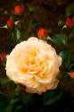 Yellow Rose