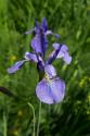 Blue Iris