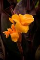 Orange Flower I