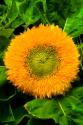 Orange Flower II
