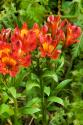 Red & Yellow Flowers