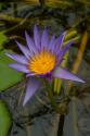 Purple Water Lilies I