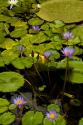 Purple Water Lilies II