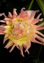 Pink & Yellow Dahlia