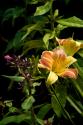 Pink & Yellow Lily