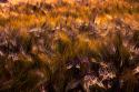Golden Grain