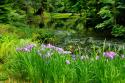 Bloedel Reserve I
