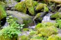 Lake Quinalt small falls