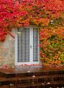 Augustine Door & Ivy