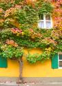 Augsburg Tree & Windows
