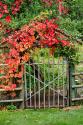 The Garden Gate