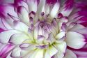 Purple & White Dahlia