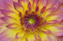 Purple & Yellow Dahlia