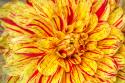 Red Striped Dahlia