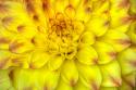 Red Tip Dahlia's