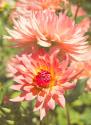 Garden Dahlias V