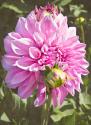 Garden Dahlias VI