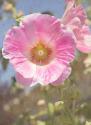 Good Morning Flower