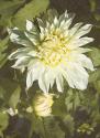 Garden Dahlias VII