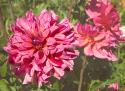 Garden Dahlias VIII