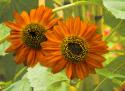 New Zeal & Sunflower