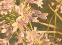 Sunset Flower