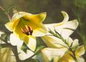 Garden Lilies