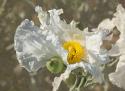 Garden Poppies