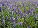 Field of Lupens