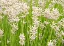 White on Green Field