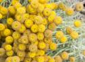 Yellow Puff Balls