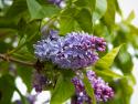 Karen's Lilac