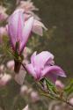Pink Tulip Tree I