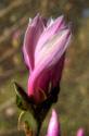 Pink Tulip Tree II