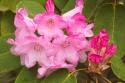 Rhododendron I