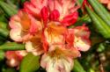 Rhododendron II