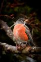 Watchful Robin