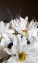 White Daisies