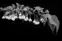 Japanese Snowbell